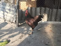 آسترالورپ — عکس 2