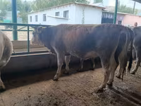 Tehén, Swiss cattle — 7. fotó
