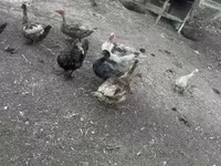 Ducks — 写真 2