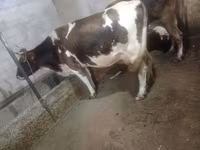 Vacă, Bovine — foto 5