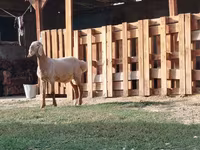 แกะตัวผู้, Rhon sheep — รูปภาพ 1