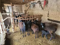Schaf, Schafe — Foto 1