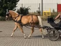 Kuda betina, Hungarian horse breed — foto 4