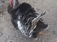 Turkeys — عکس 3