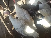 Turkeys — عکس 1