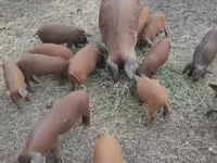 암퇘지, Мангалица — 사진 3