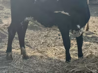 گاو ماده, Swiss cattle — عکس 7