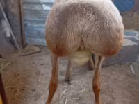 Ovan, Arashan sheep — fotografija 1