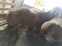 Хонь, Arashan sheep — 3 зураг