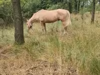 Klisna, Koně — foto 2