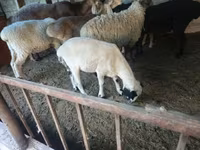 Ovca, Hissar sheep — fotografija 3
