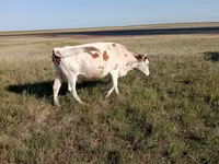 গাভী, Simmental cattle — ছবি 6