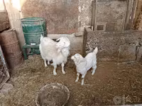 Kambing betina, Goats — foto 7