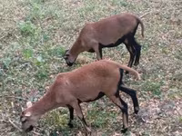 میش, Cameroon sheep — عکس 4