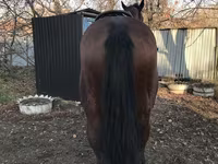 Koń, Konie — zdjęcie 8