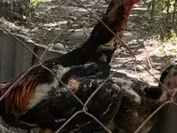 Chickens — รูปภาพ 2