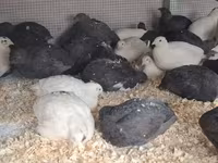Quails — รูปภาพ 1