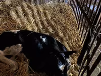 Bull, Cattle — photo 2