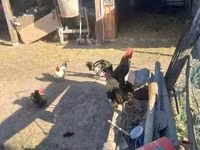 Chickens — photo 3