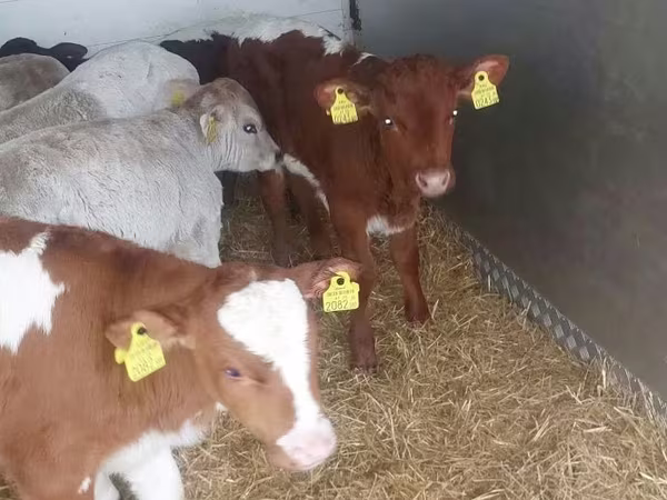 گاو نر, Simmental cattle