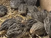 Quails — عکس 3