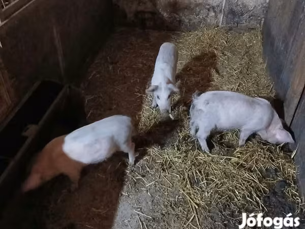 Мэгж, Мангалица