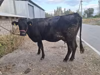 Mucca, Simmental cattle — foto 5