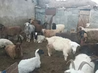 Banteng, Simmental cattle — foto 3