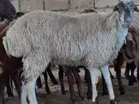 گوسفند (گروه، جنسیت مشخص نشده), گوسفند — عکس 4