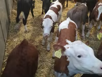 Skot (série, pohlaví neuvedeno), Simmental cattle — foto 1