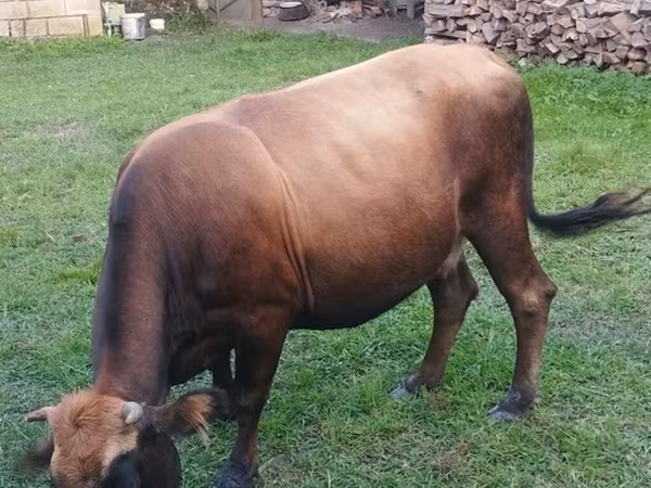Cow, Cattle — Azerbaijan