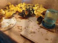 Ducks — ფოტო 3
