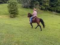 Faras, Rocky Mountain Horse — sawirka 6