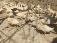Německý pekin — foto 7