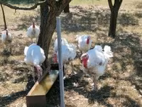 Turkeys — تصویر 2