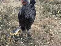 Chickens — foto 3