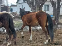Merrie, Kazakh horse — foto 3
