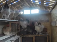 Chickens — รูปภาพ 6