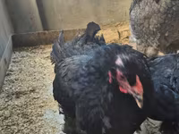 Brahma — foto 2