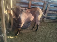 แพะตัวเมีย, Alpine goat — รูปภาพ 4