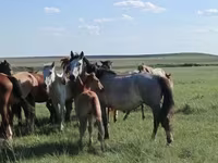 კვიცი, Kazakh horse — ფოტო 2