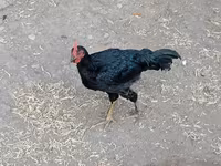 Chickens — عکس 1