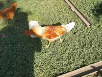 Chickens — fotografija 1