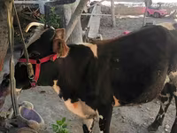 ወንድ በሬ, Cattle — ፎቶ 2