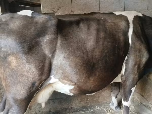 Ko, Holstein-race