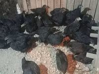 Chickens — รูปภาพ 1