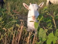 Dişi keçi, Saanen goat — foto 2