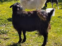بز ماده, بز — عکس 3