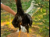 Chickens — foto 4