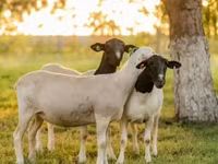 Domba jantan, Dorper sheep — foto 2